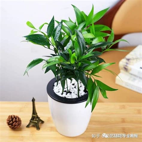 盆栽植物花|盆栽养花知识大全